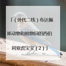 （外代二线）布达佩斯动物和植物园的西伯利亚虎宝宝（2）