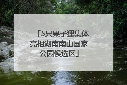 5只果子狸集体亮相湖南南山国家公园候选区